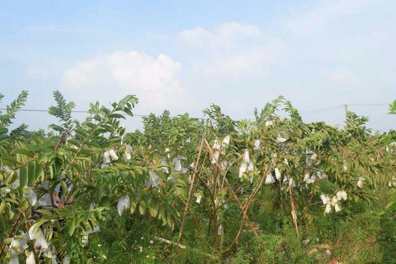 番石榴  福建漳州红心芭乐