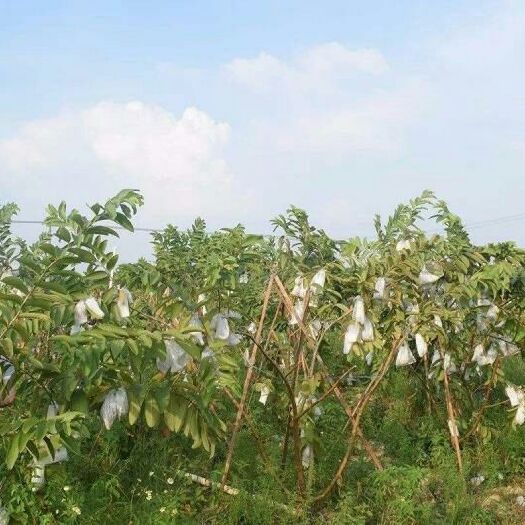 南靖县番石榴  福建漳州红心芭乐