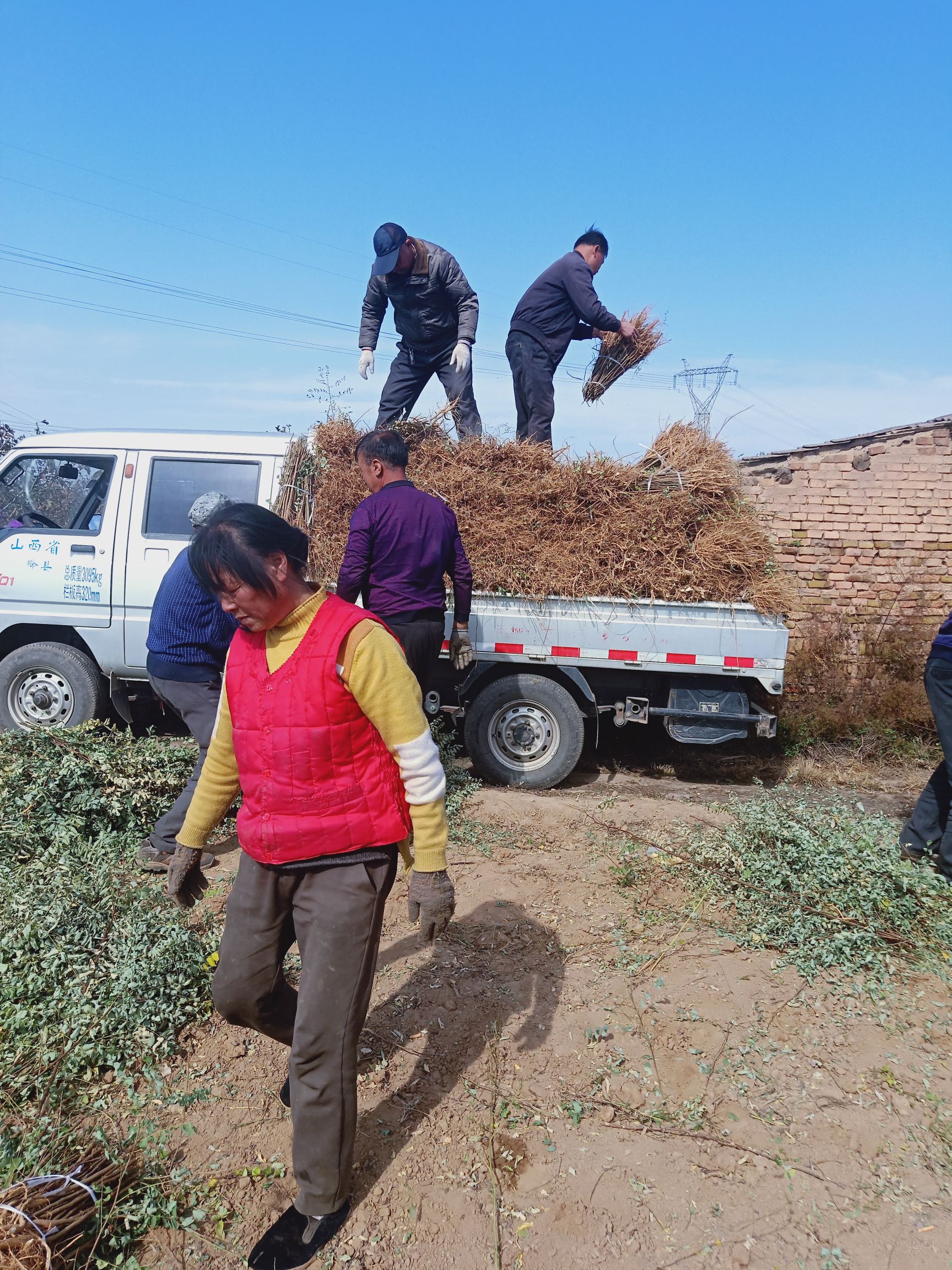 洋槐花树苗洋槐树刺槐树苗槐树苗食用槐花树苗白色洋槐花树庭院载