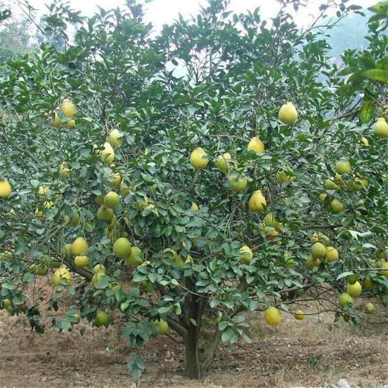 柚子苗 嫁接苗 0.35~0.5米 
