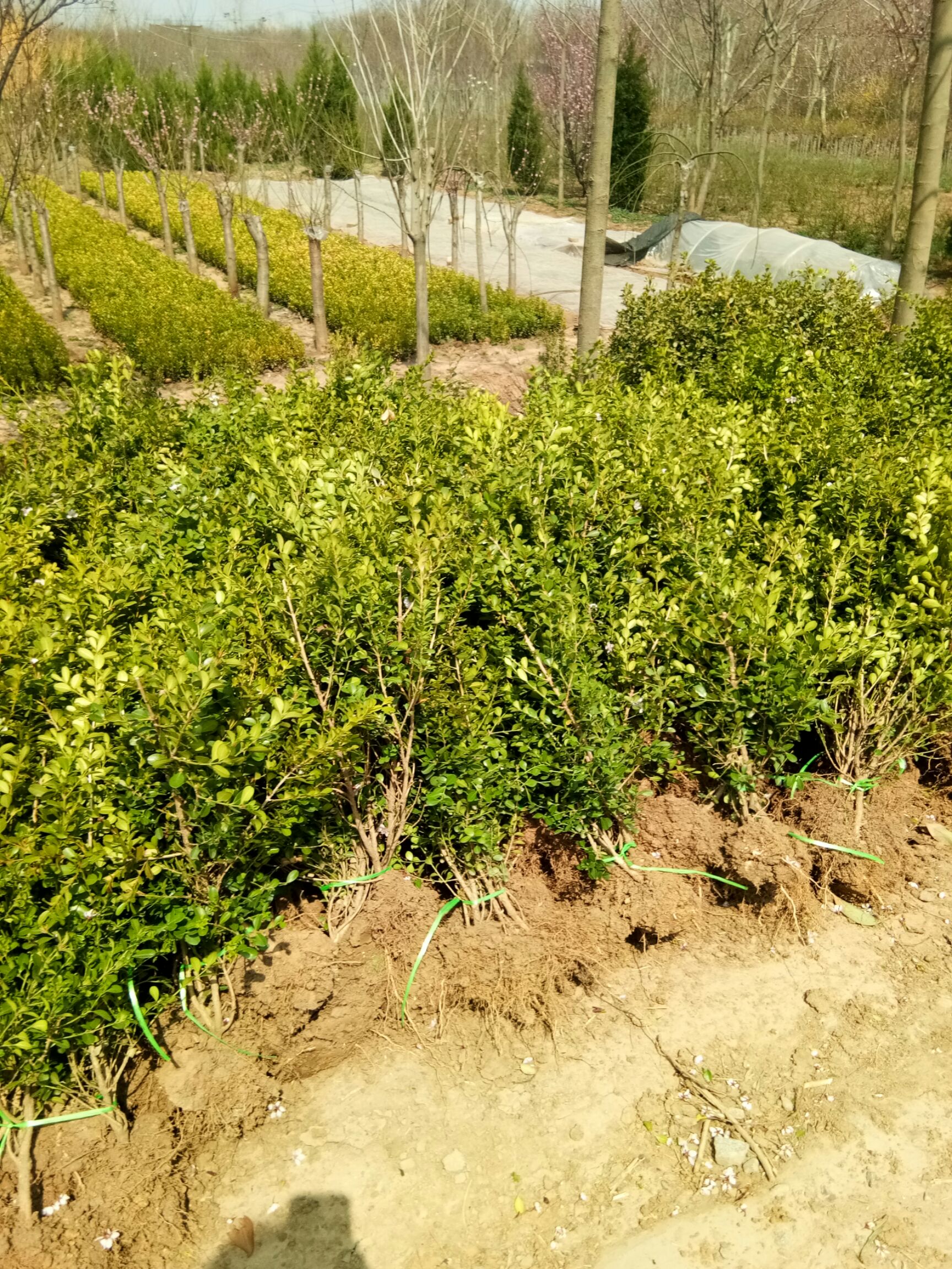 庭院綠籬植物造型樹小葉黃楊樹苗瓜子黃楊球盆景四季長青冬青樹苗