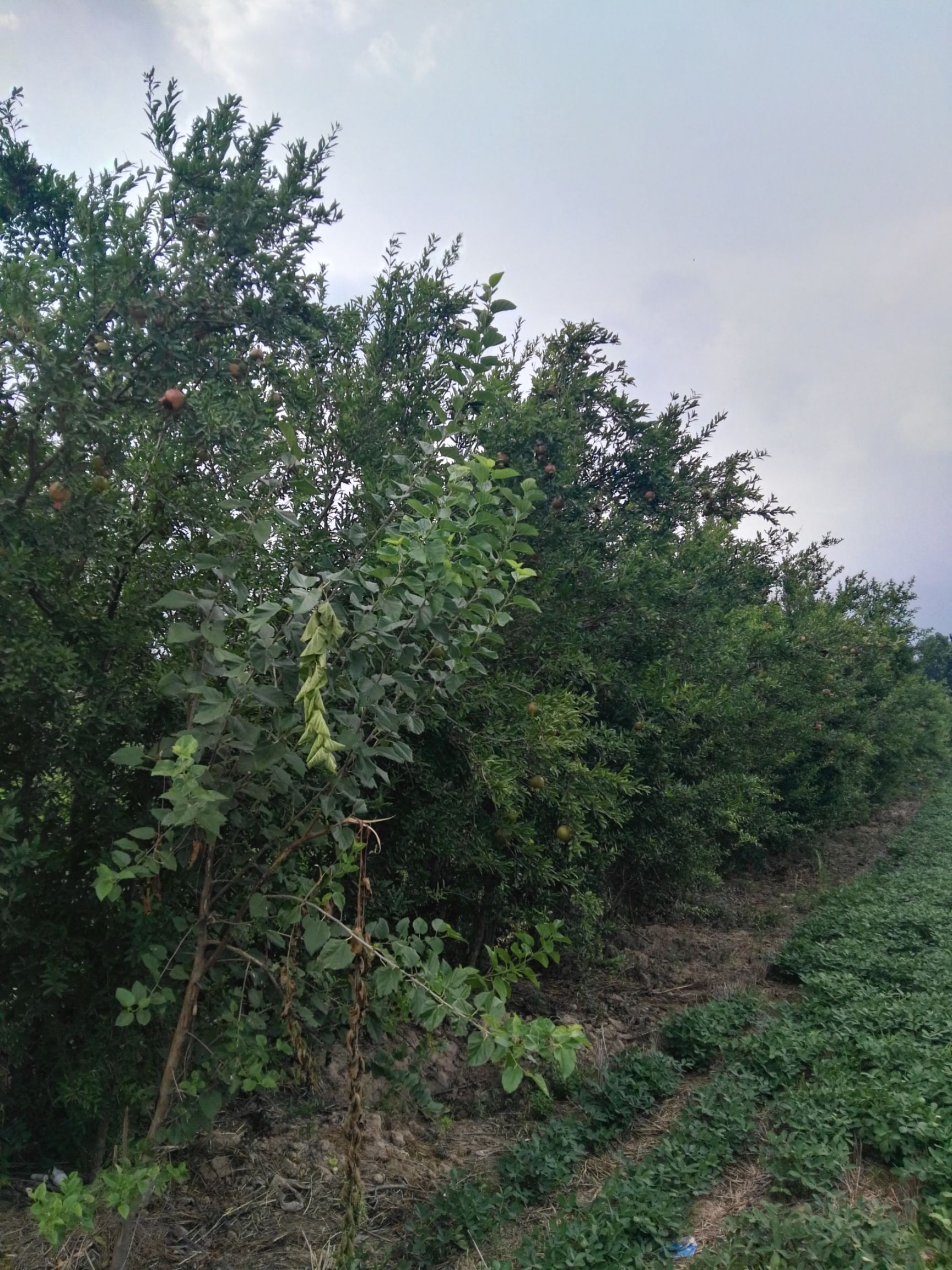 泰山大红石榴树苗 