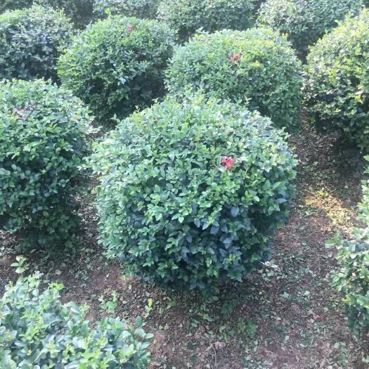 小叶女贞造型树  小叶女贞树苗金叶女贞绿化苗庭院别墅小区四季常青球形绿篱工程苗