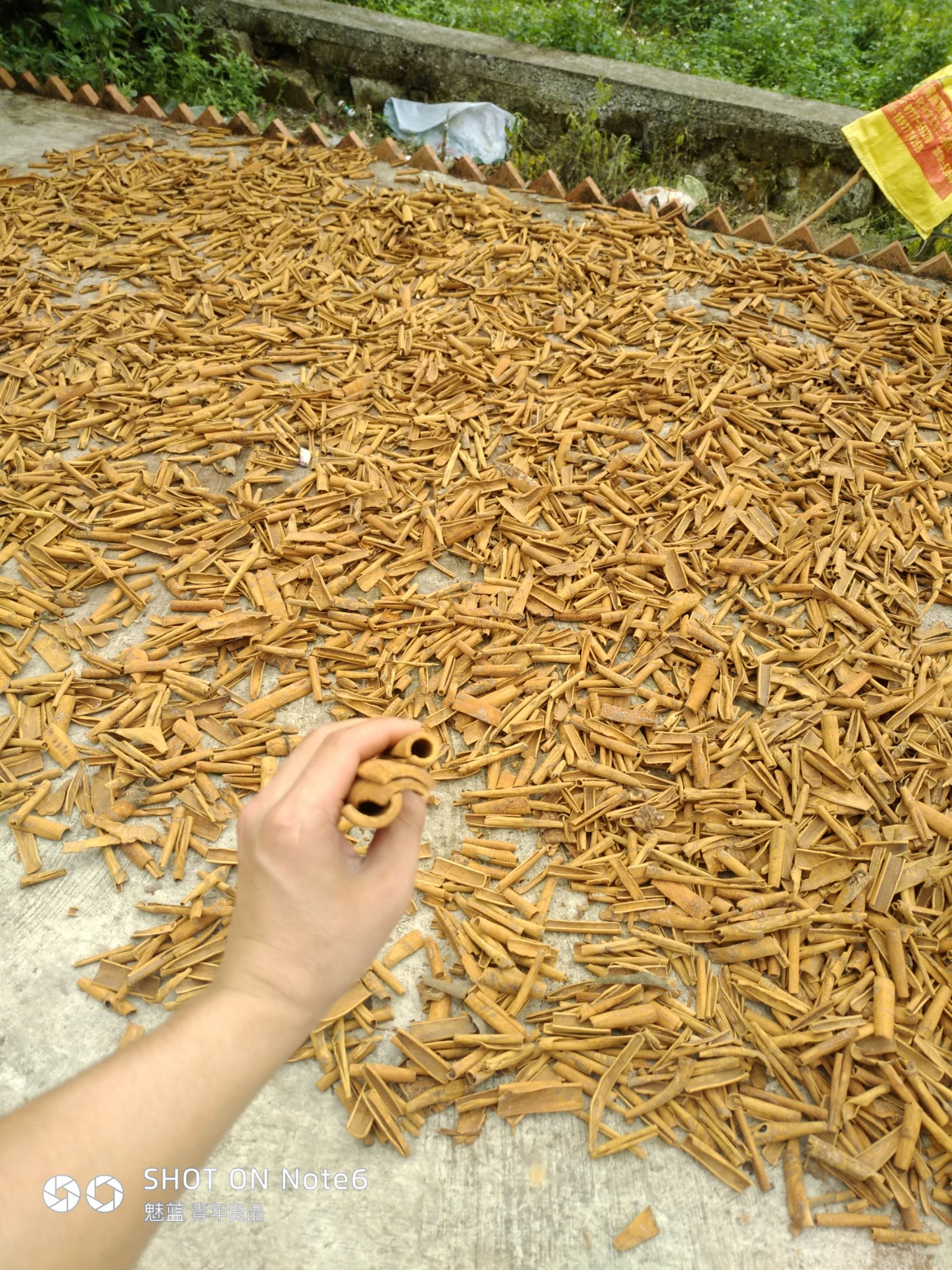 烟仔桂 