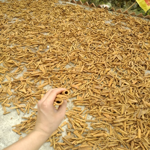 东兴市烟仔桂 