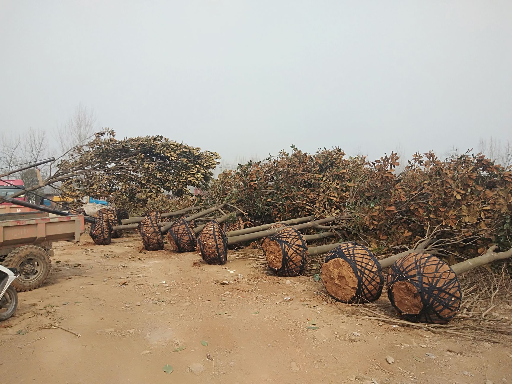 15公分一级广玉兰