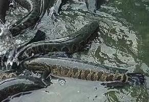 重庆市鱼苗 