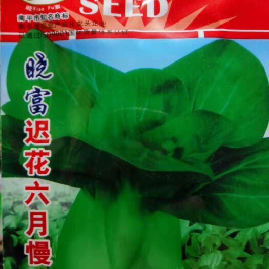 沭阳县小白菜种子 大田用种 ≥90% 