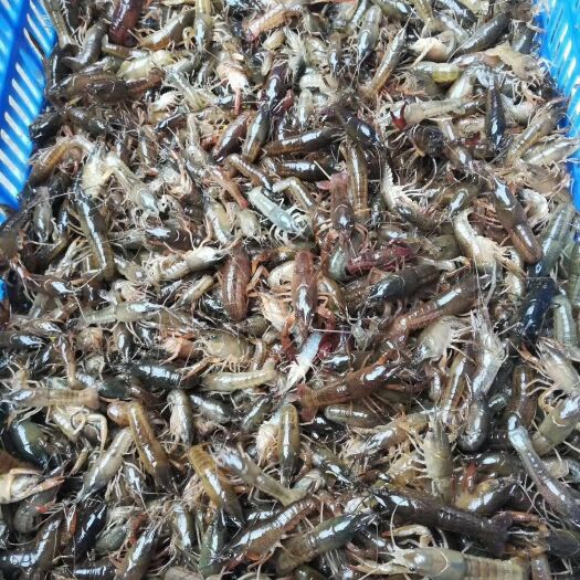 梧州小龙虾苗 