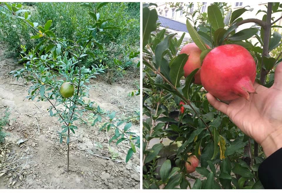泰山大红石榴树苗 