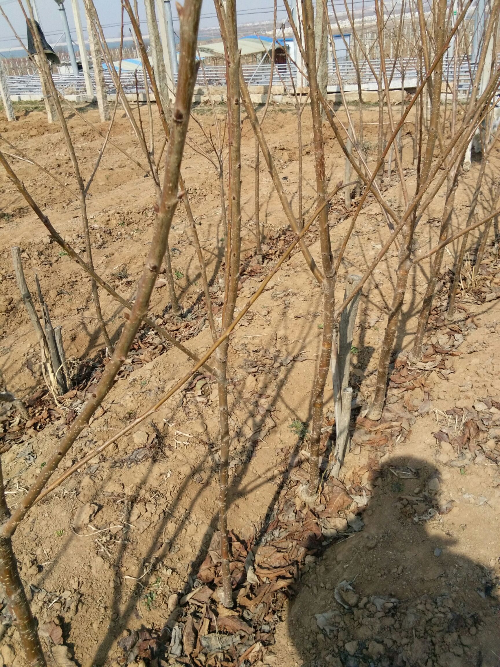 俄罗斯8号樱桃苗