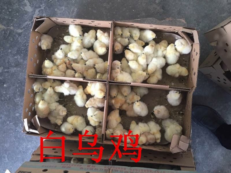 竹丝鸡苗  块大型白乌鸡苗批发