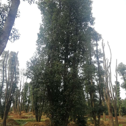 益阳丛生香樟