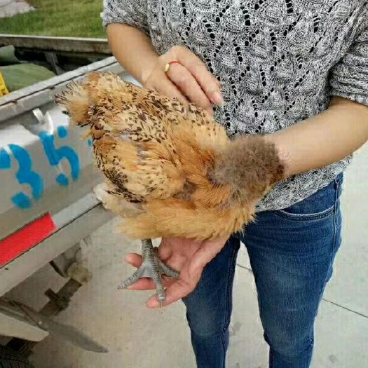 遂宁麻鸡苗  肉鸡苗大红公鸡苗