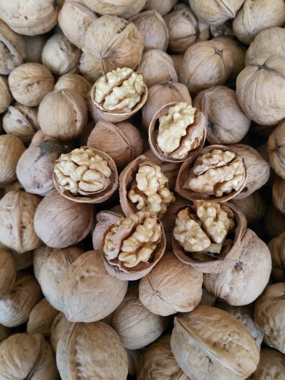 新疆185核桃 