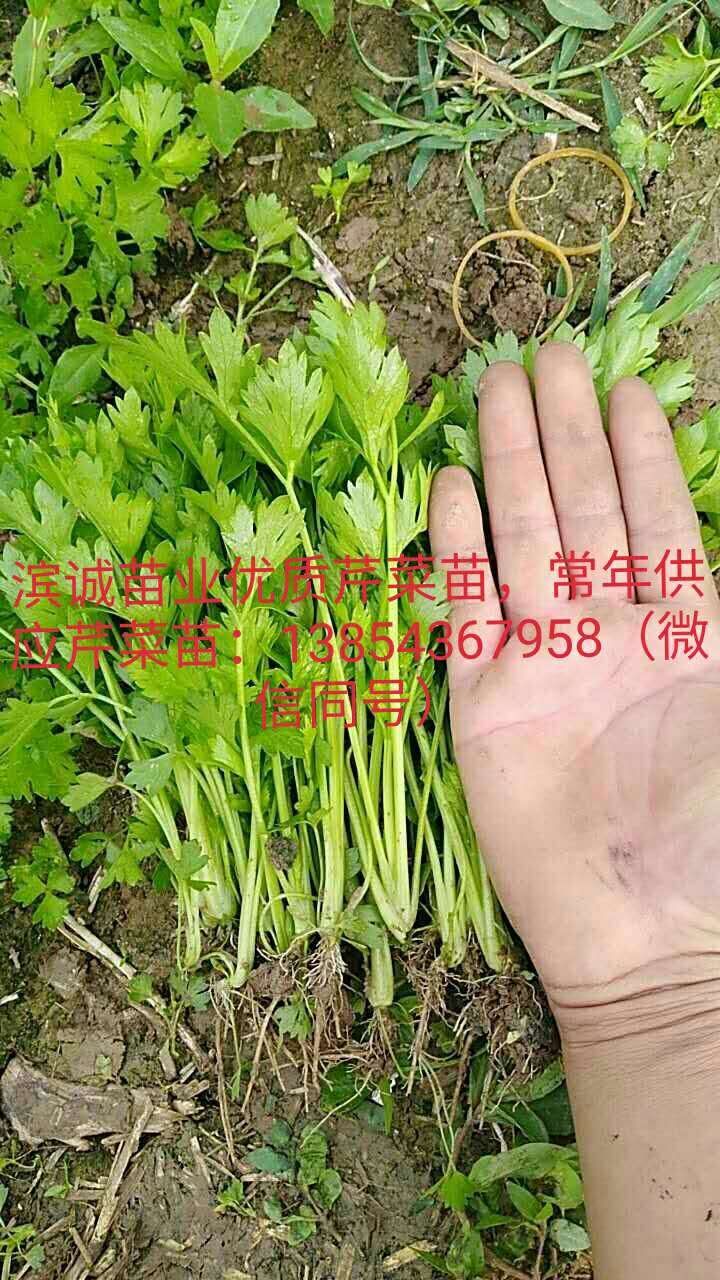 芹菜苗