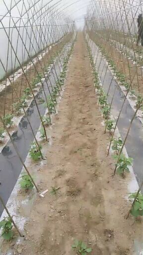 遂宁紫花四季豆 25cm以上 