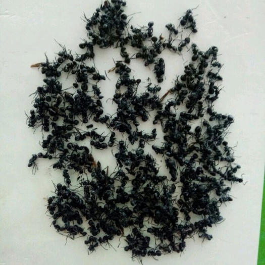 蚂蚁 黑 红 各种规格 干净
