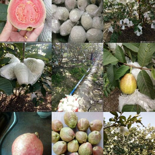 广州红宝石芭乐 150-200克 