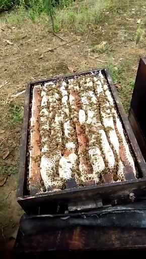 蜂蜡  24个月以上  纯正蜂蜡