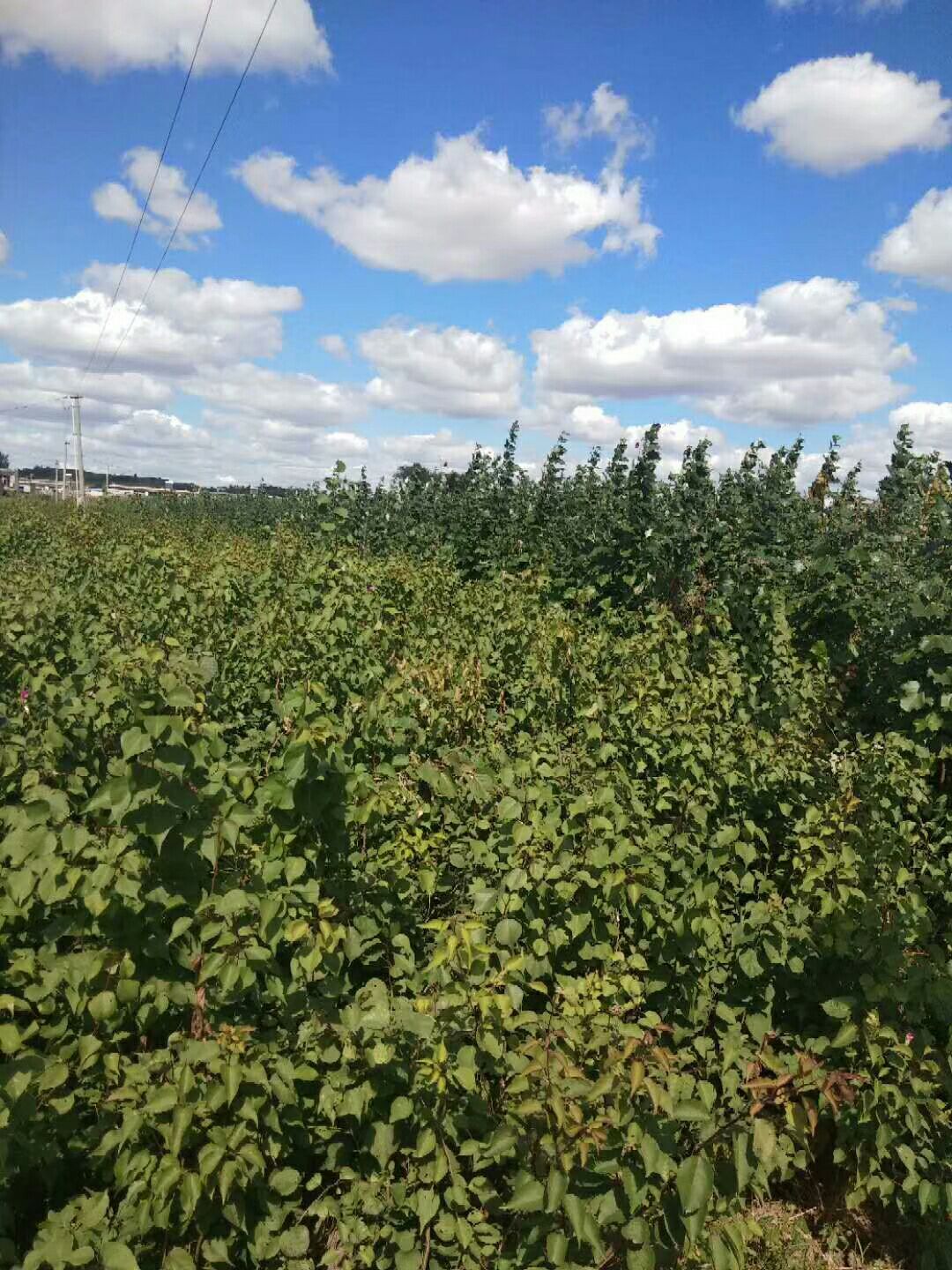 大金星山楂树苗 