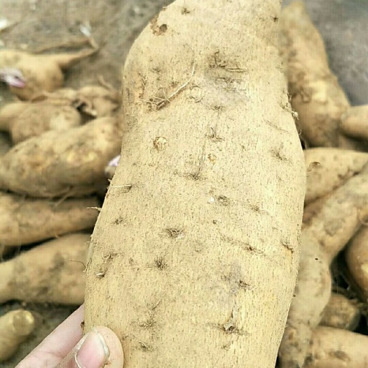 沂水县来福红薯 3两 黄皮 