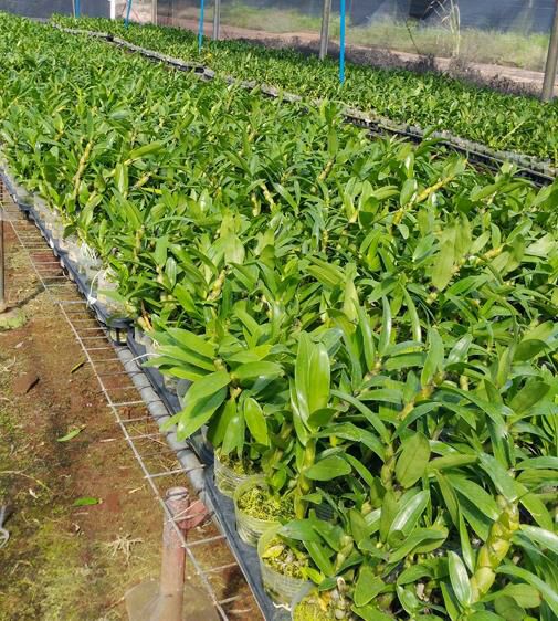 冰菜种子  春石斛苗  春石斛兰 美花石斛