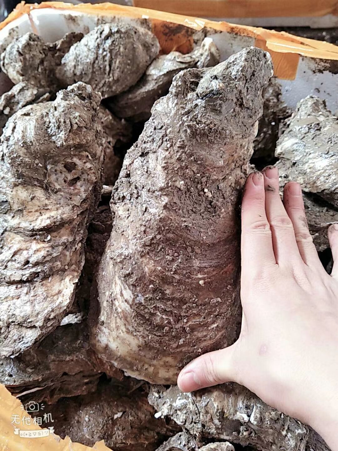 台山生蚝 人工养殖 1-2两/只 