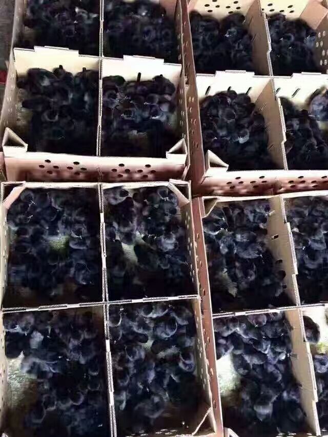 土鸡苗 【五黑出壳苗】
