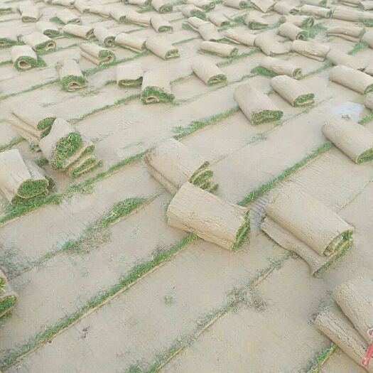南昌果岭草