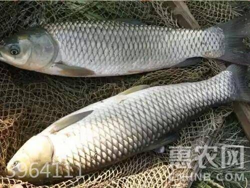 重庆市池塘草鱼 0.5-3公斤 人工养殖