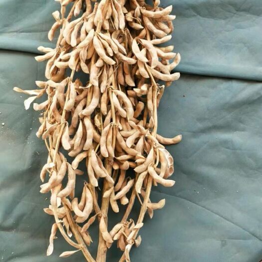 千斤大豆 生大豆 1等品