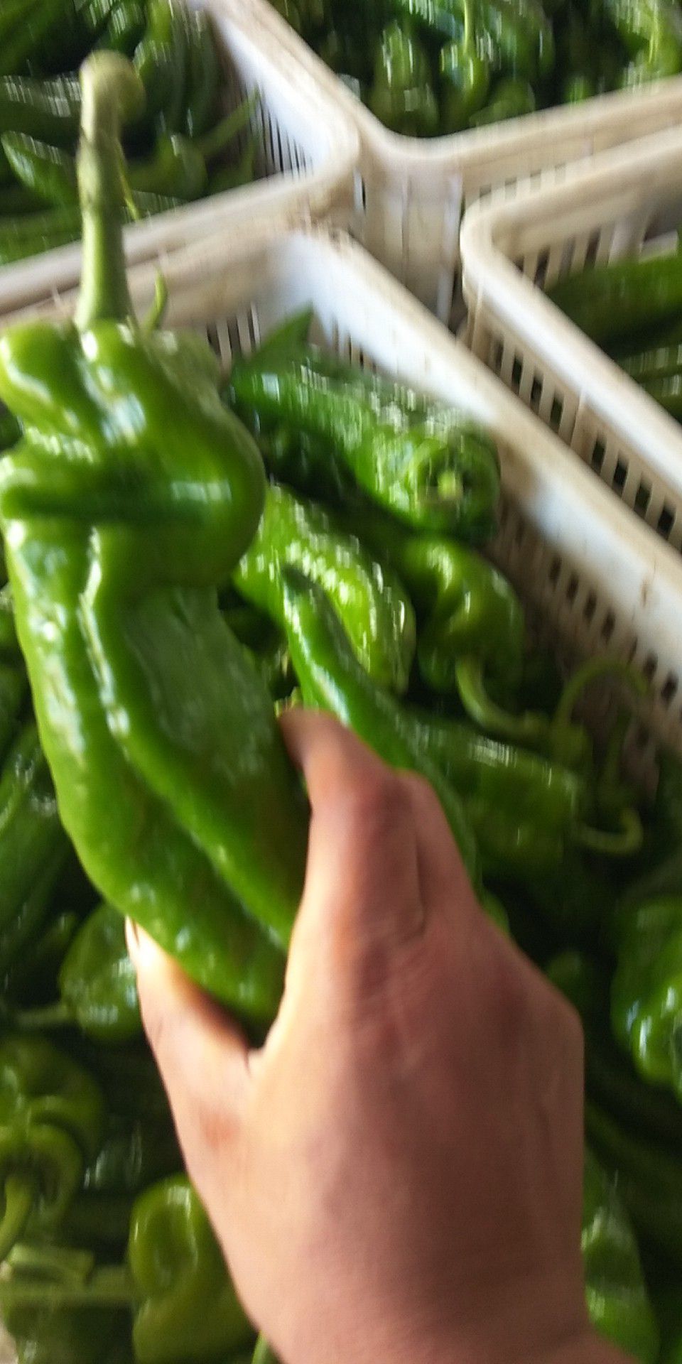 薄皮椒 薄皮，大青椒