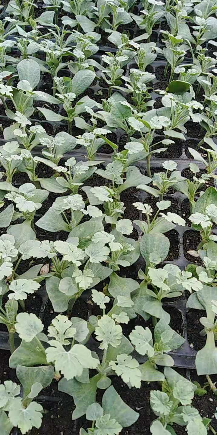 早佳8424西瓜苗  红苏手