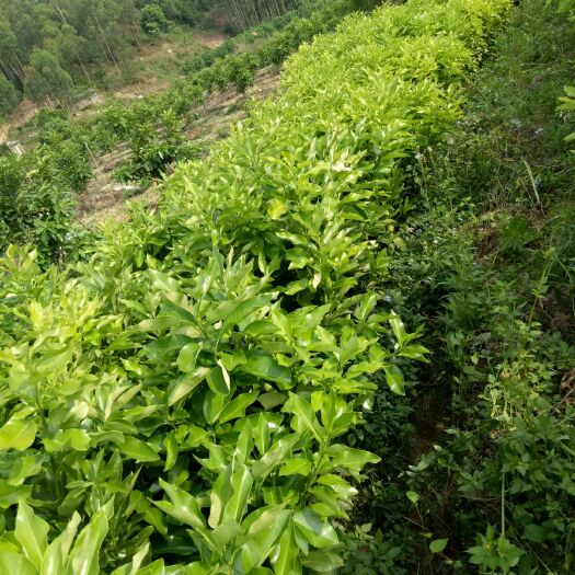 平和县蜜柚苗 三红