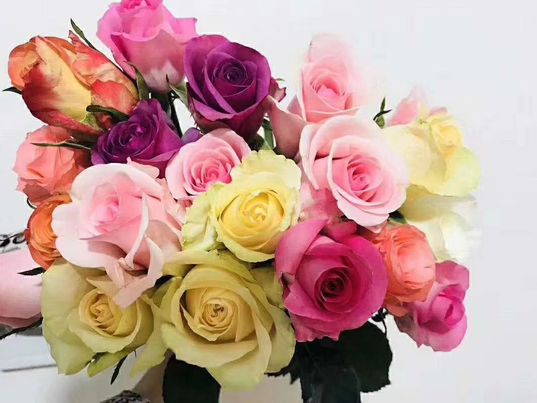 四季玫瑰  四季开花多品种带香味切花品种
