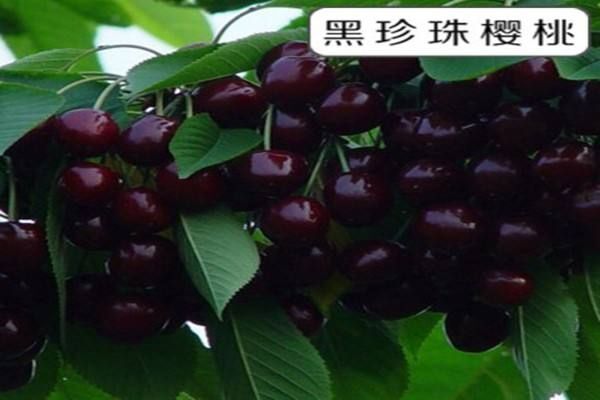 平邑县黑珍珠苗 