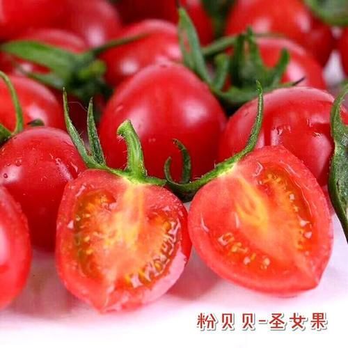 莘县贝贝1号圣女果 