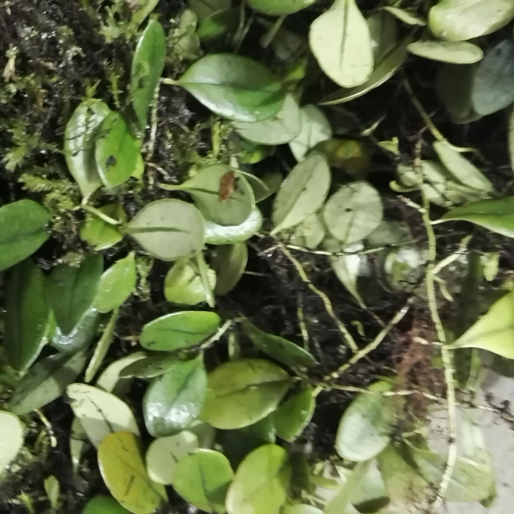 抱石莲 湿  抱石莲