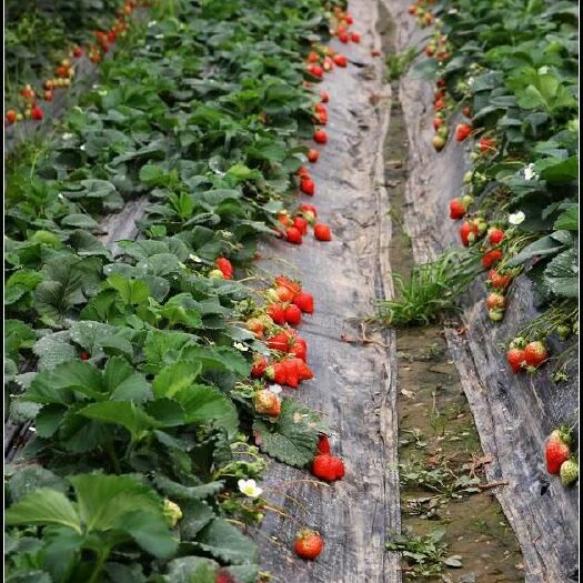 泰安红颜草莓苗 地栽苗 20~30公分