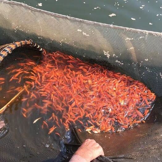 佛山红鲤鱼