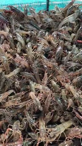 罗山县小龙虾苗  一斤90尾左右