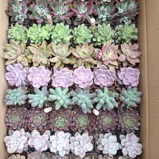  多肉植物