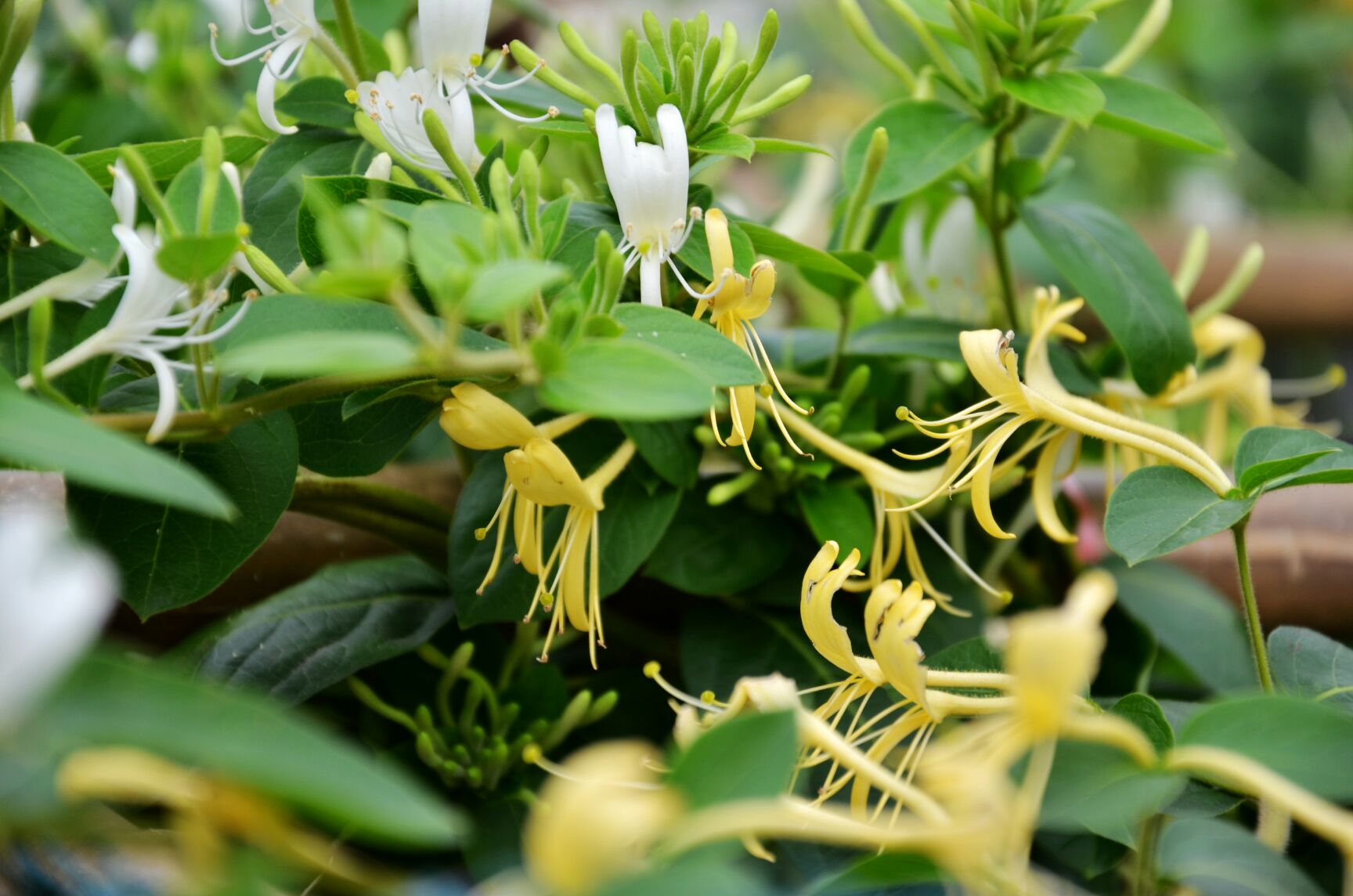 四季金银花苗 20~30公分