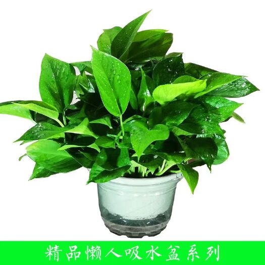 佛山绿萝