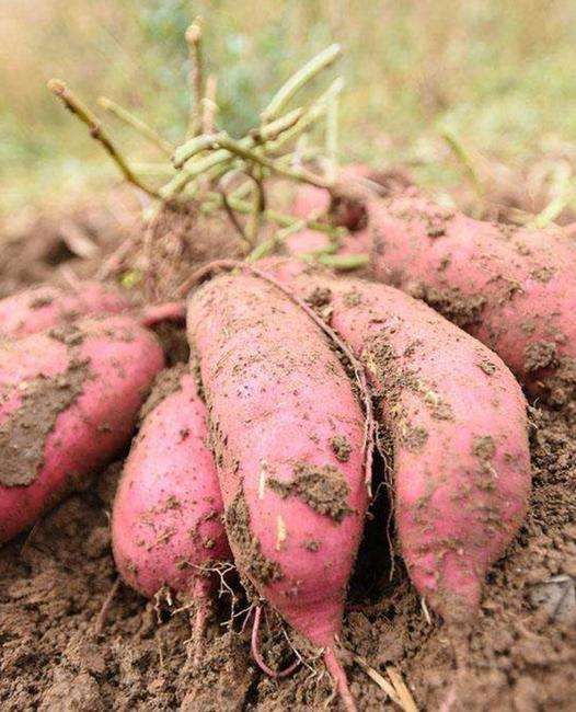 黄皮红薯  红皮红心