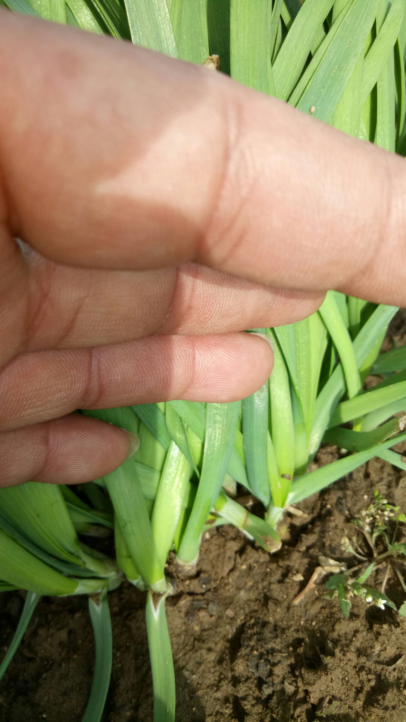 汉中韭王 头茬 20~30cm 