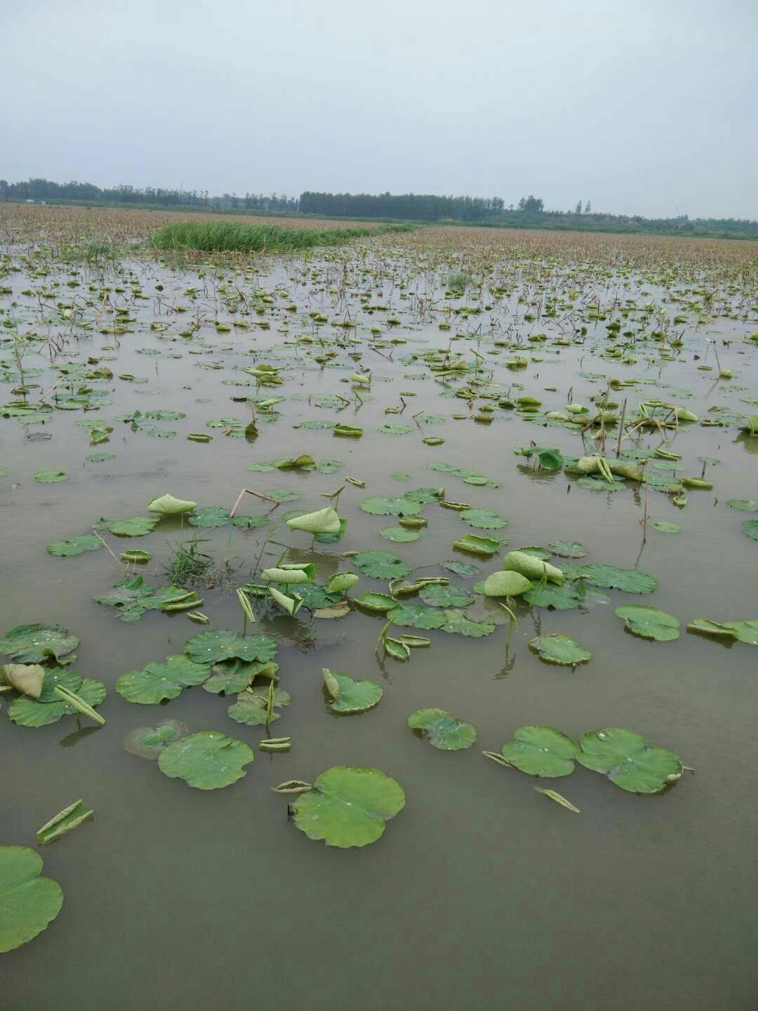 武直二号藕带 30~50cm