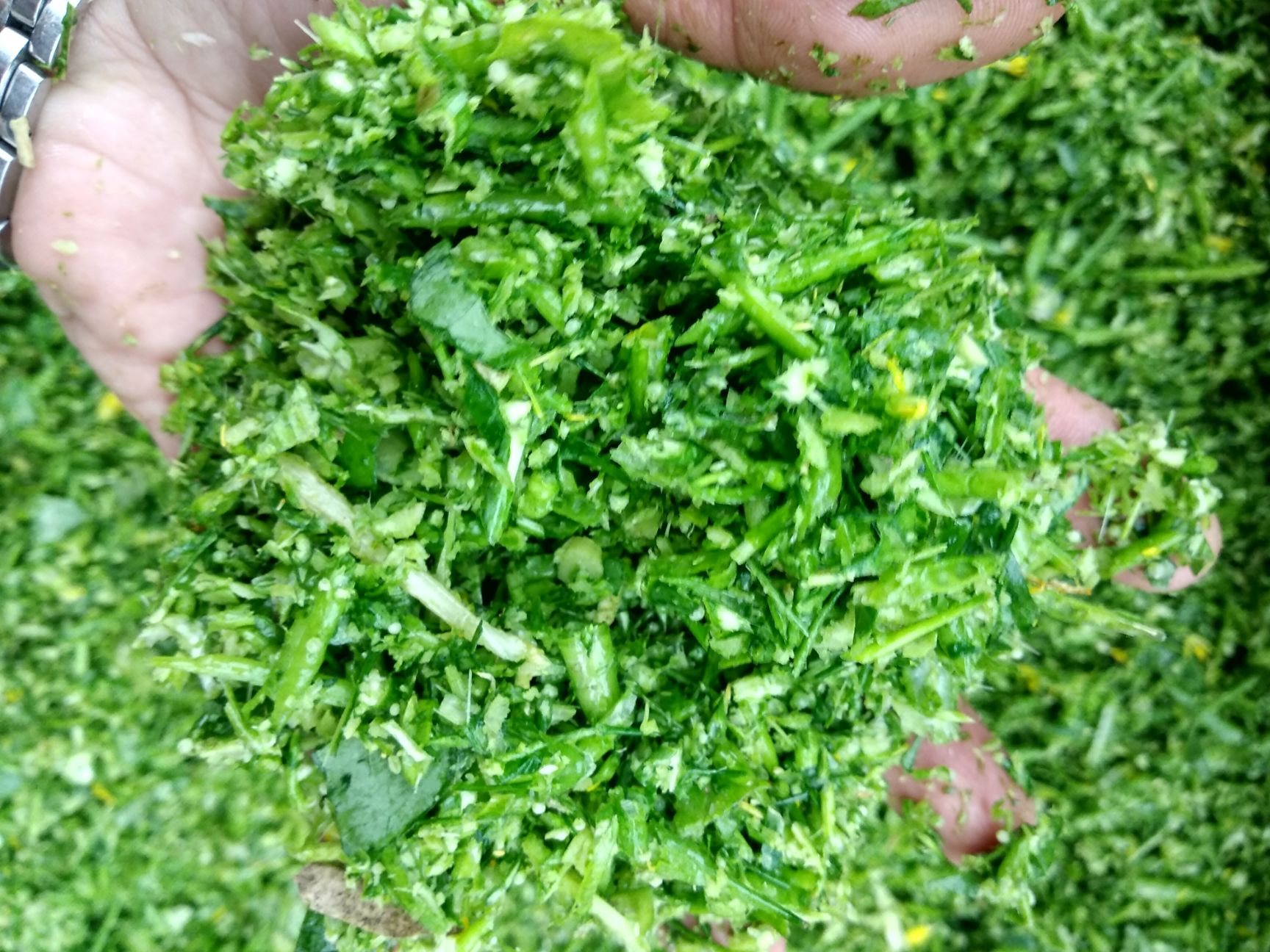 切草机 电动切草碎草机小型家用青饲料养殖牛羊铡草机粉碎机农用砍猪菜机