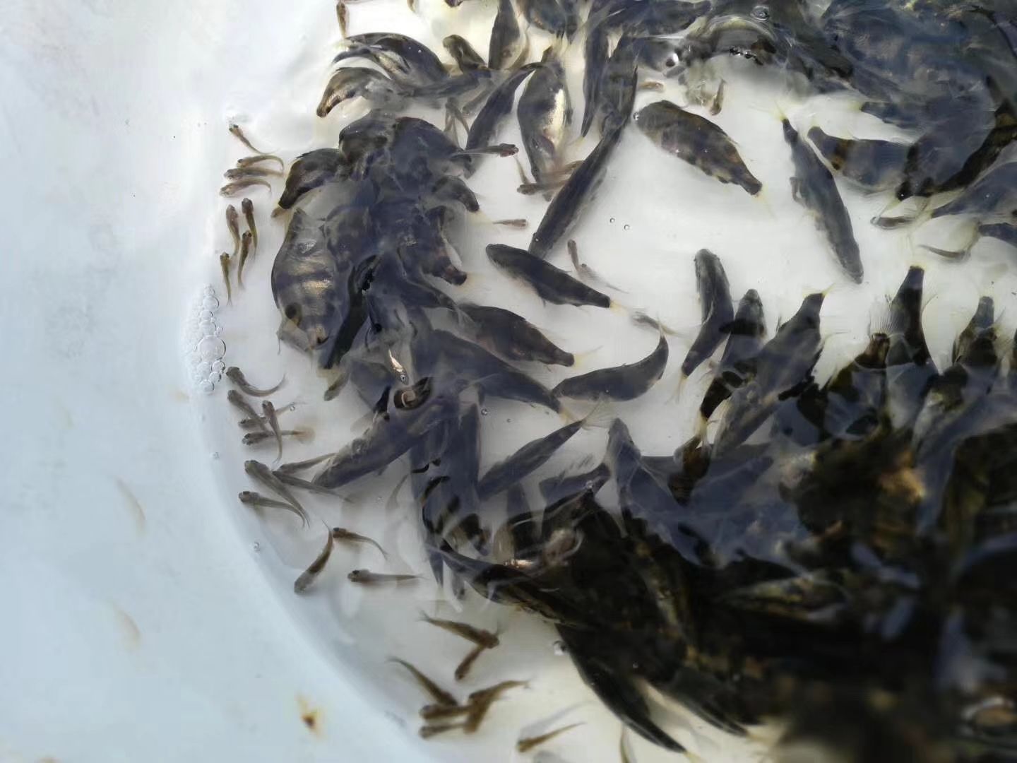 翘嘴鳜 人工养殖 0.8斤以下 